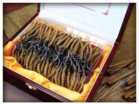 鹤城冬虫夏草回收